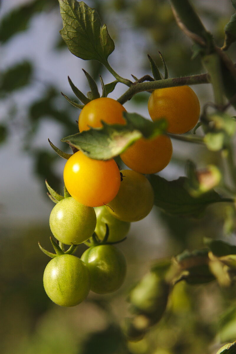 Tomate, Demeter Jungpflanze