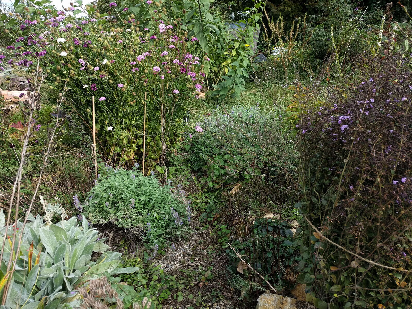 Hinter der lila Garten-Bergminze versteckt sich die weiße Bergminze.