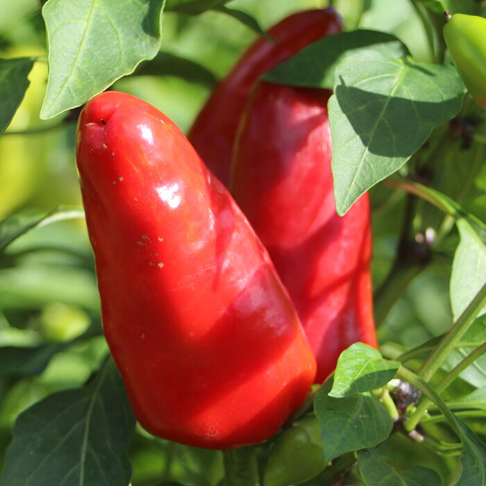 cc dreschflegel-saatgut.de