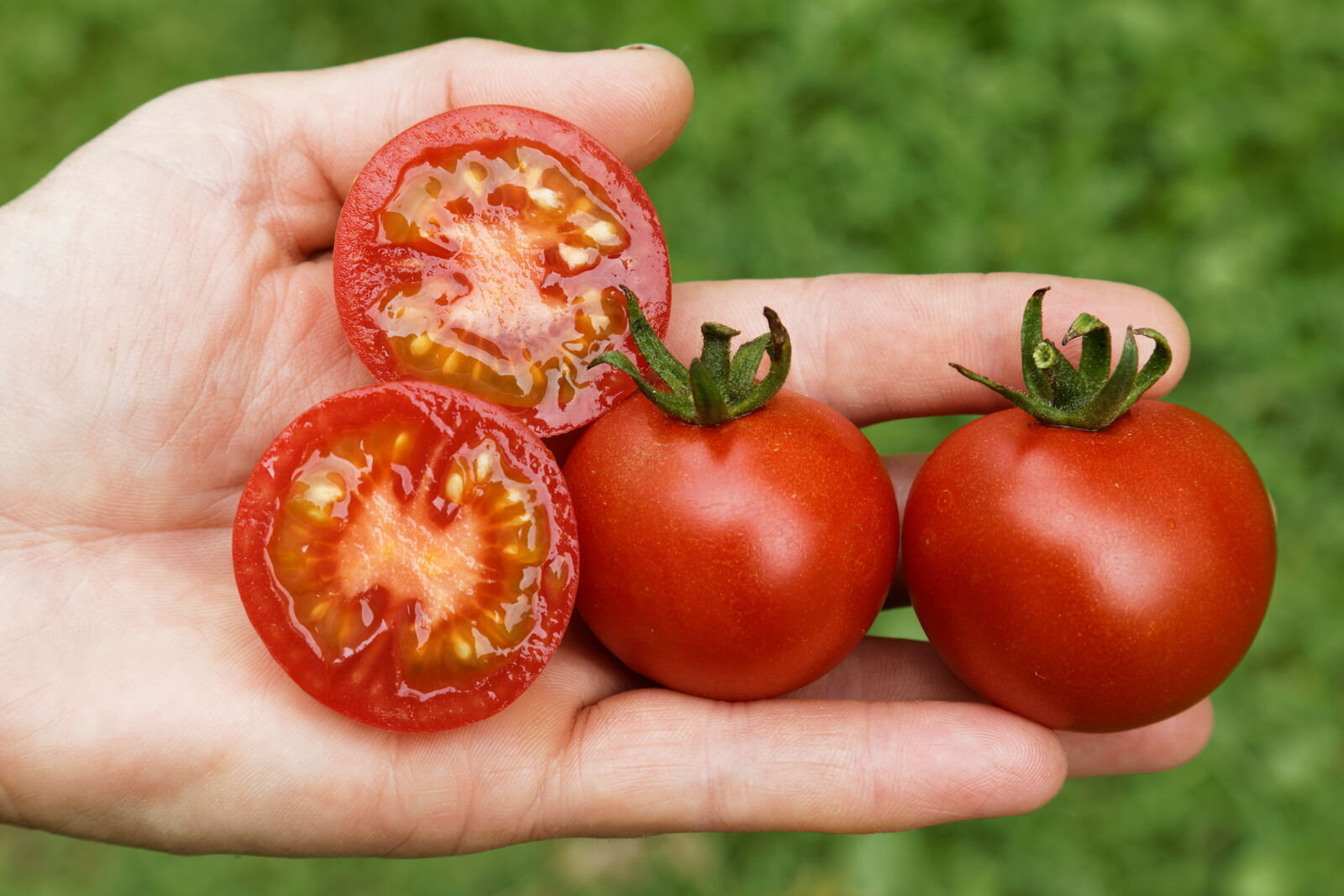 cc culinaris-saatgut.de