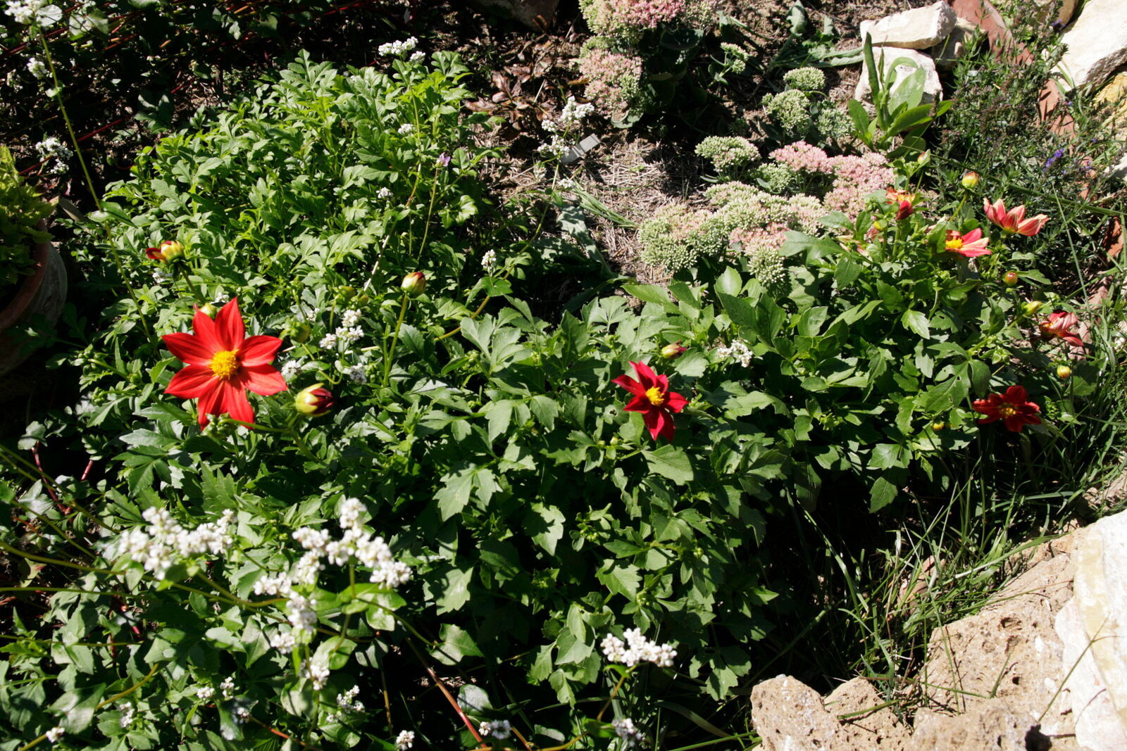 Dahlien, Bio-Saatgut, Demeter