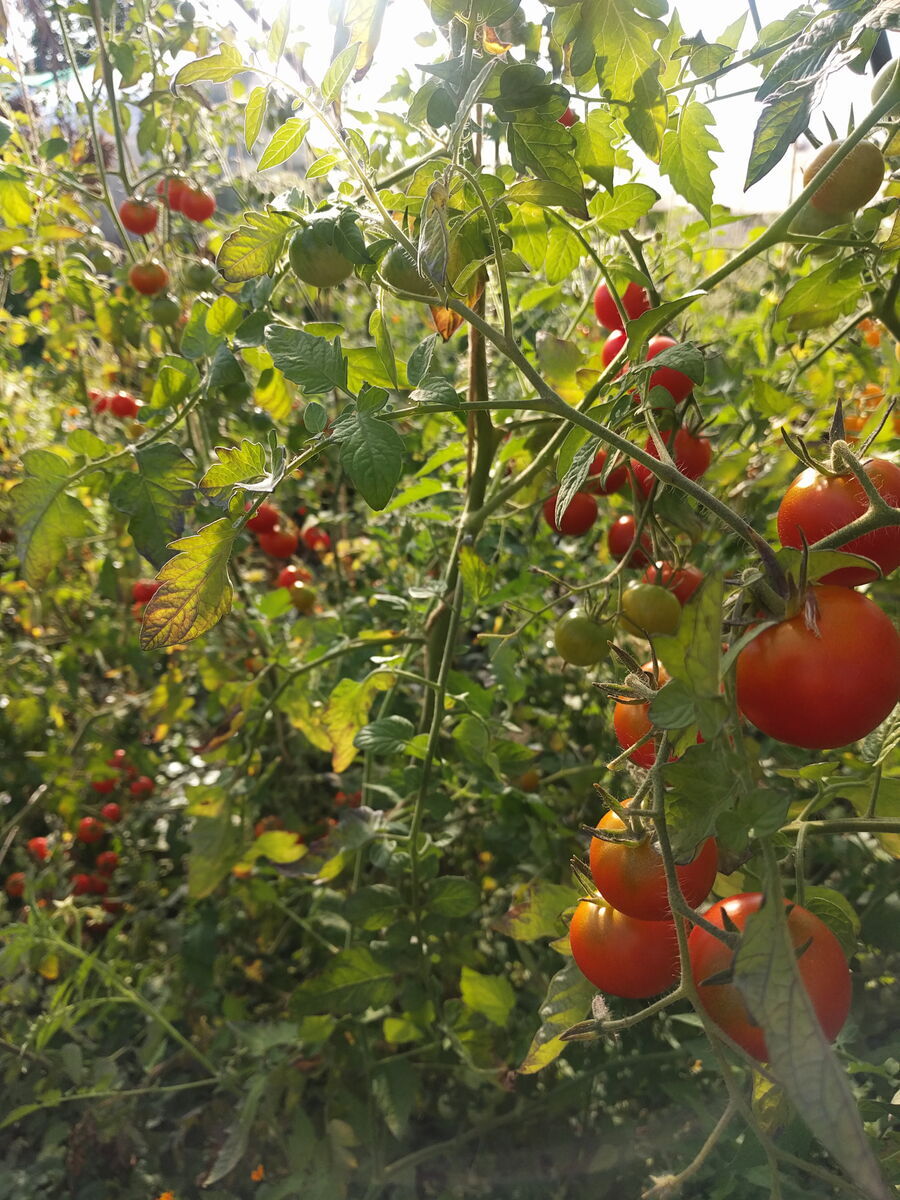 Tomate, Demeter Jungpflanze