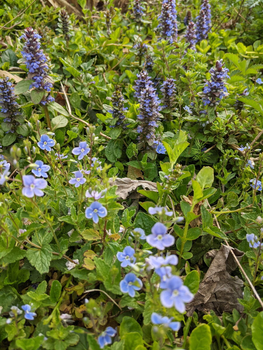 Gemeiner Ehrenpreis und Günsel