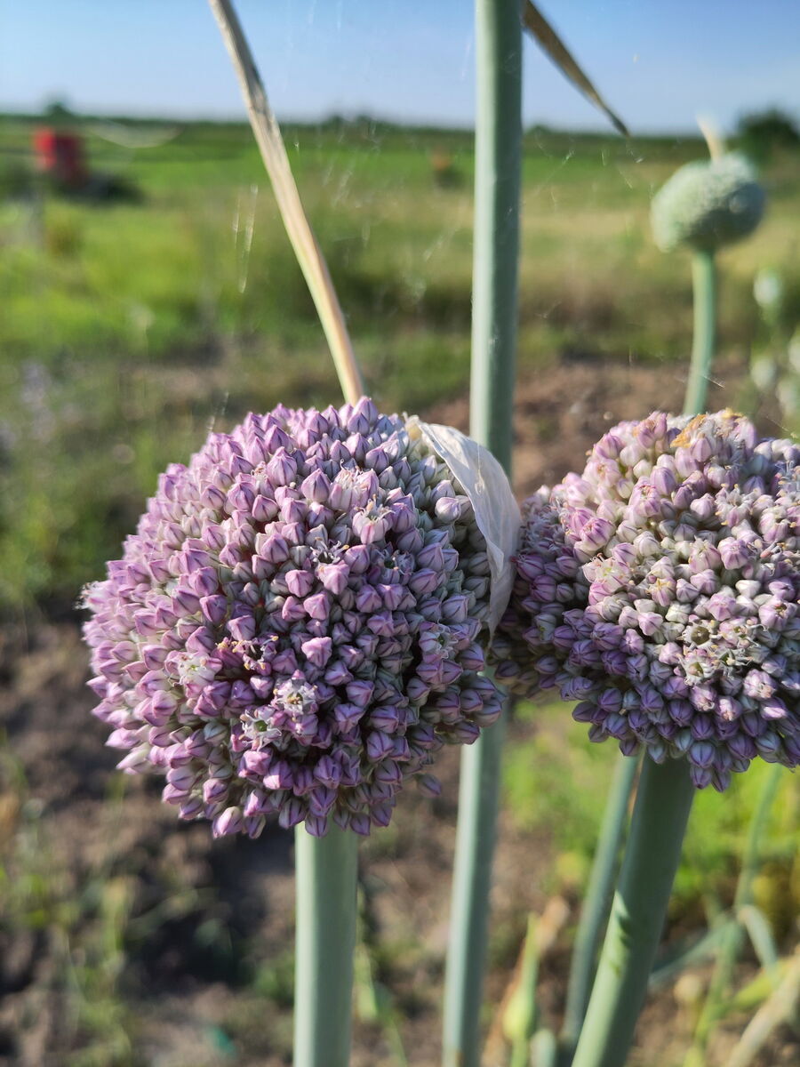 Blüte - lohnt sich auch