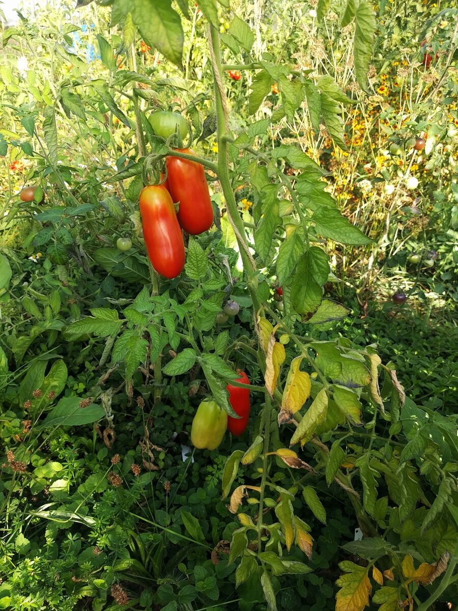 Tomate, Demeter Jungpflanze