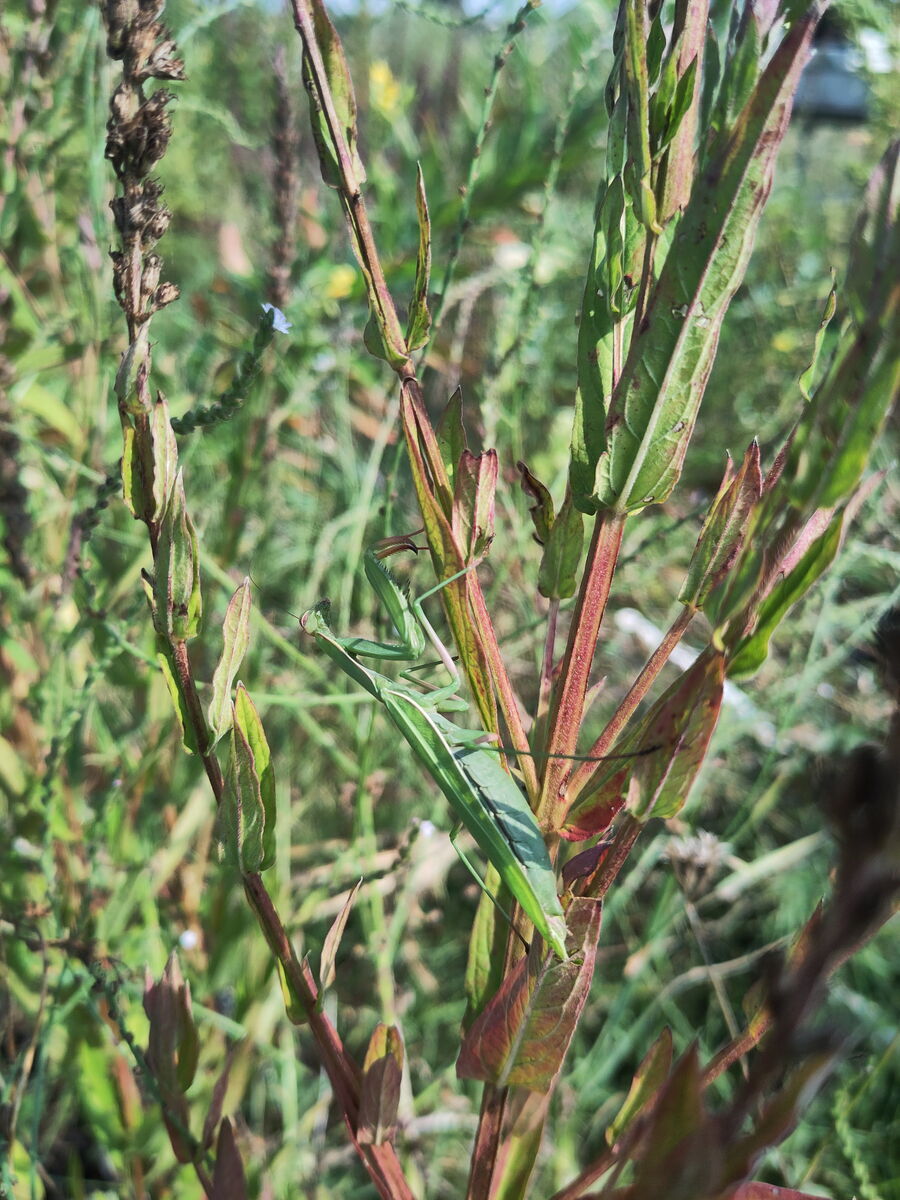 Mantis, Gottesanbeterin