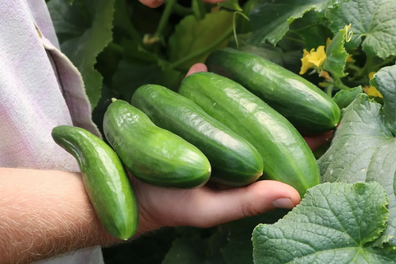 cc culinaris saatgut