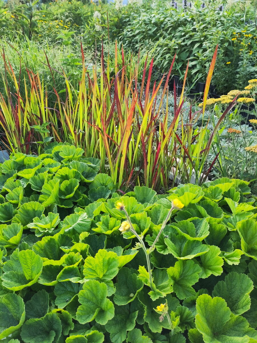 Lemon Drop und Imperata - japanisches Blutgras