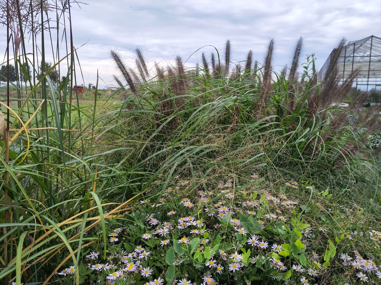 mit Wildaster 'Asran' und  Miscantus 'Maleparthus'