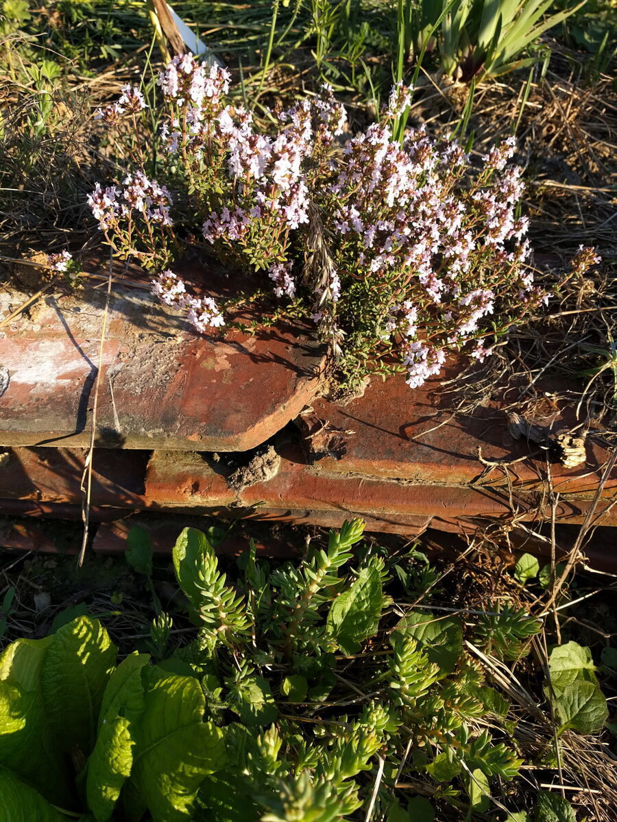 Felsenfetthenne und Thymian