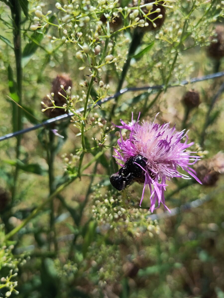 Wiesen-Flockenblume und Labkraut