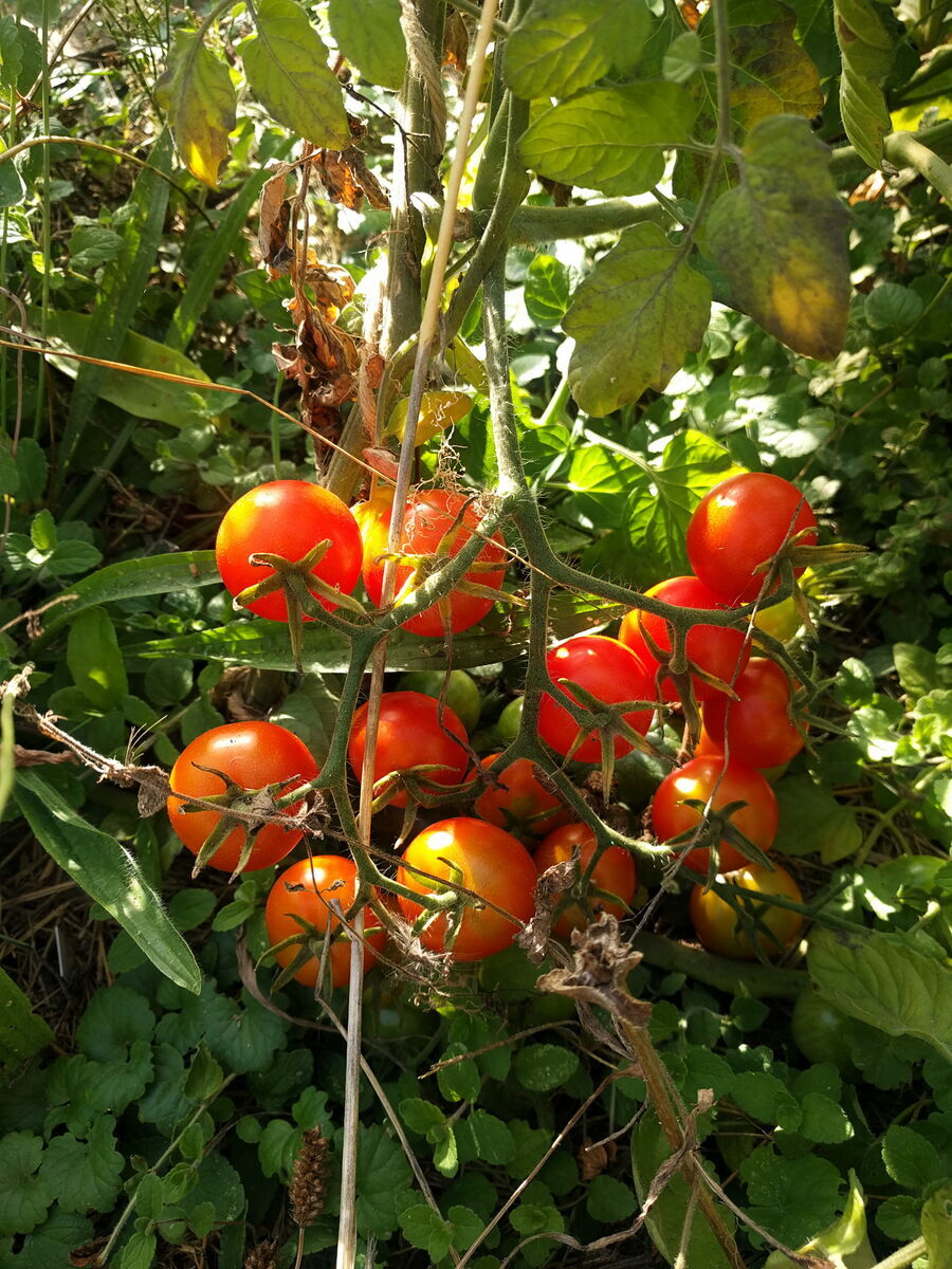 Tomate, Demeter Jungpflanze