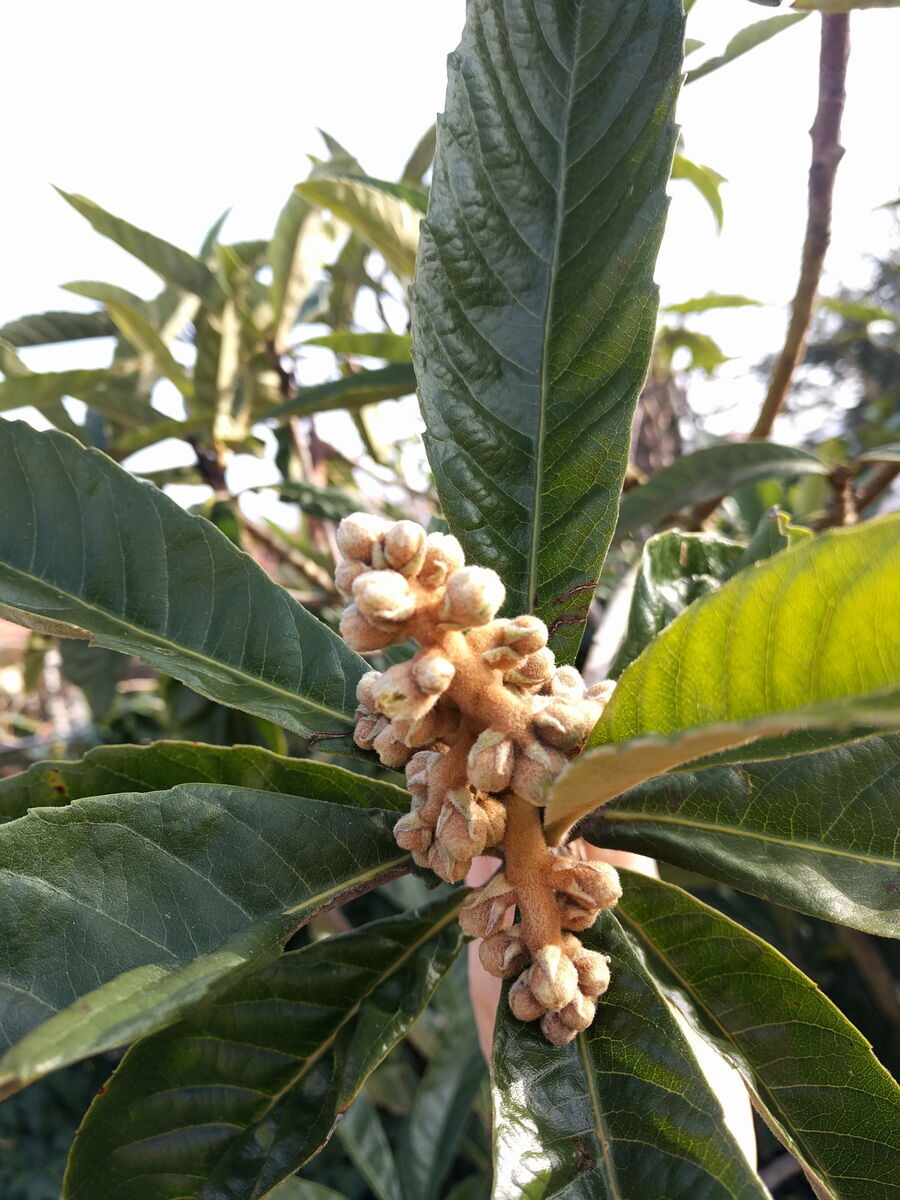 Blüten im Januar - Freiland am Kaiserstuhl