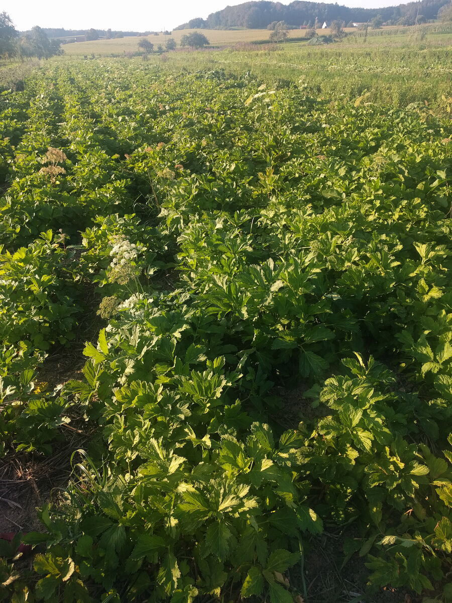 Meisterwurzfeld bei Plantawalle, Stockach