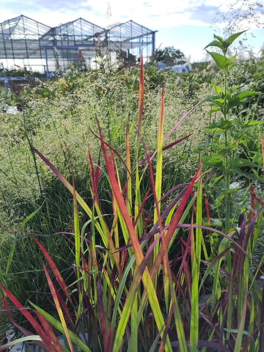 mit japanischem Blutgras
