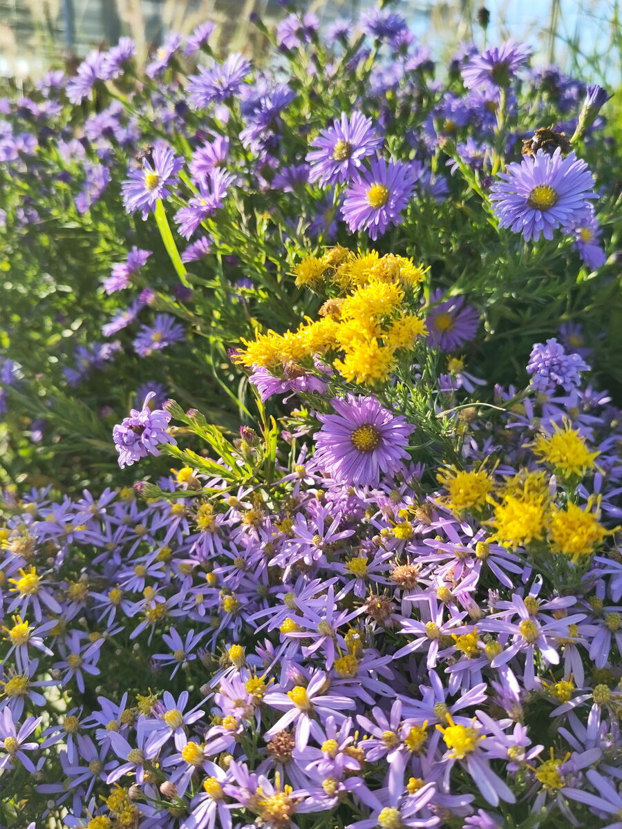 vorne Nanus, hinten Azzuro