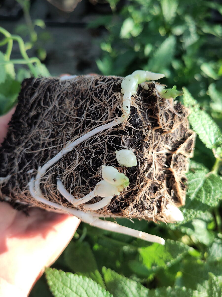 junge Knollen im Topf