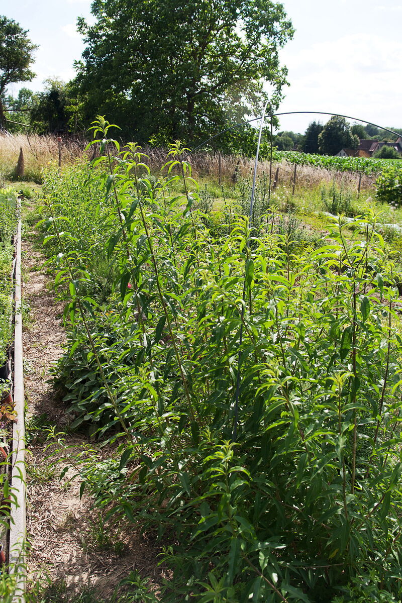 Pflanzung Frühjahr 2018