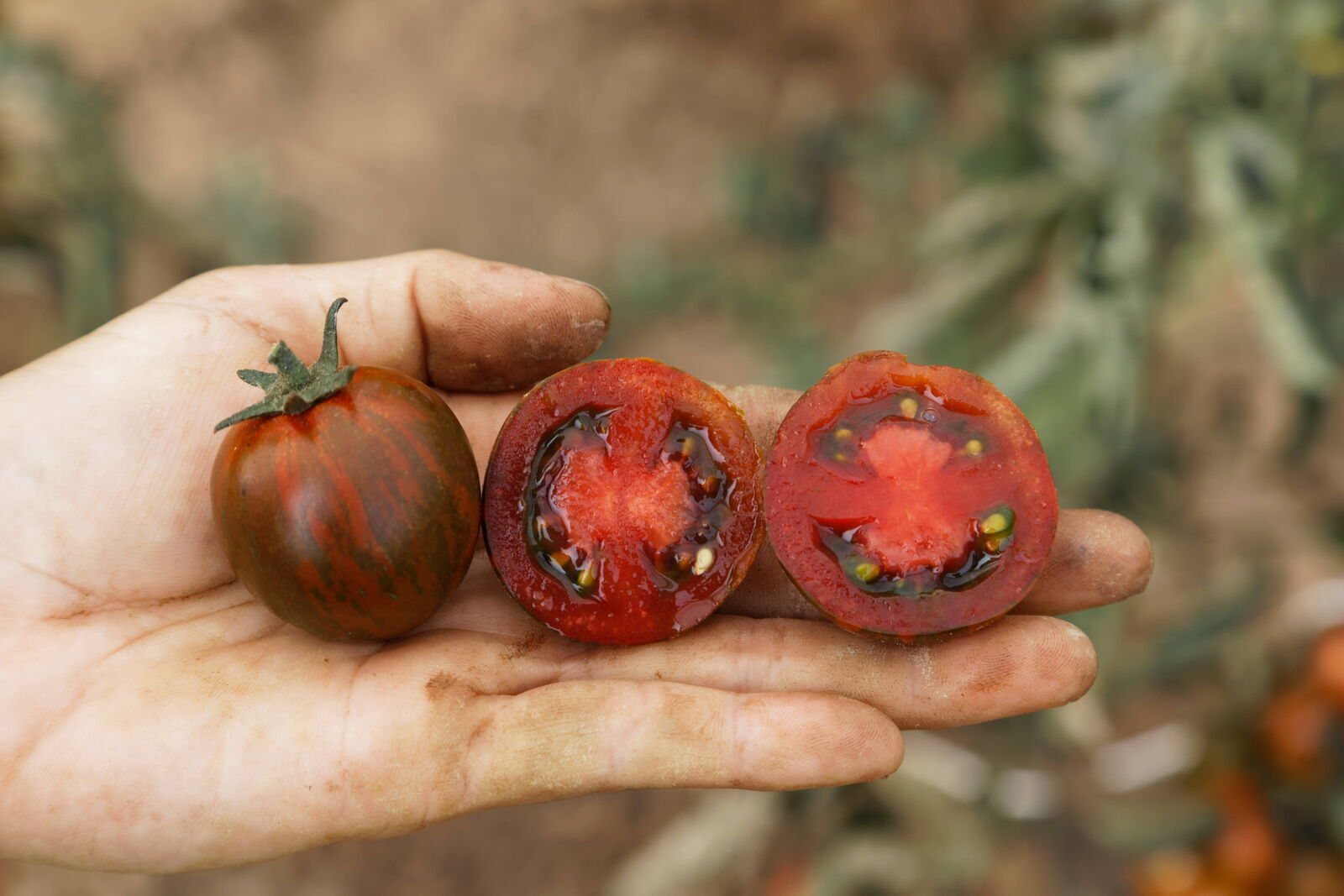 mit freundlicher Genehmigung von Culinaris-saatgut.de