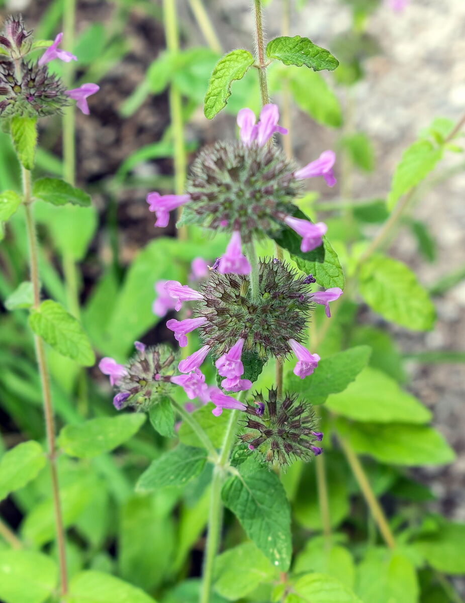 Quelle: Krzysztof Golik - Eigenes Werk, CC-BY-SA-4.0, commons.wikimedia.org/wiki/File:Clinopodium_vulgare_in_Jardin_des_5_sens_(2).jpg