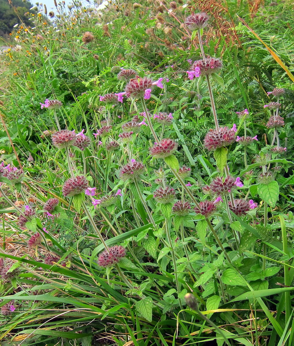 Quelle: Olybrius - Eigenes Werk, CC-BY-SA-3.0, commons.wikimedia.org/wiki/File:Erp_-_20111006_(9).jpg