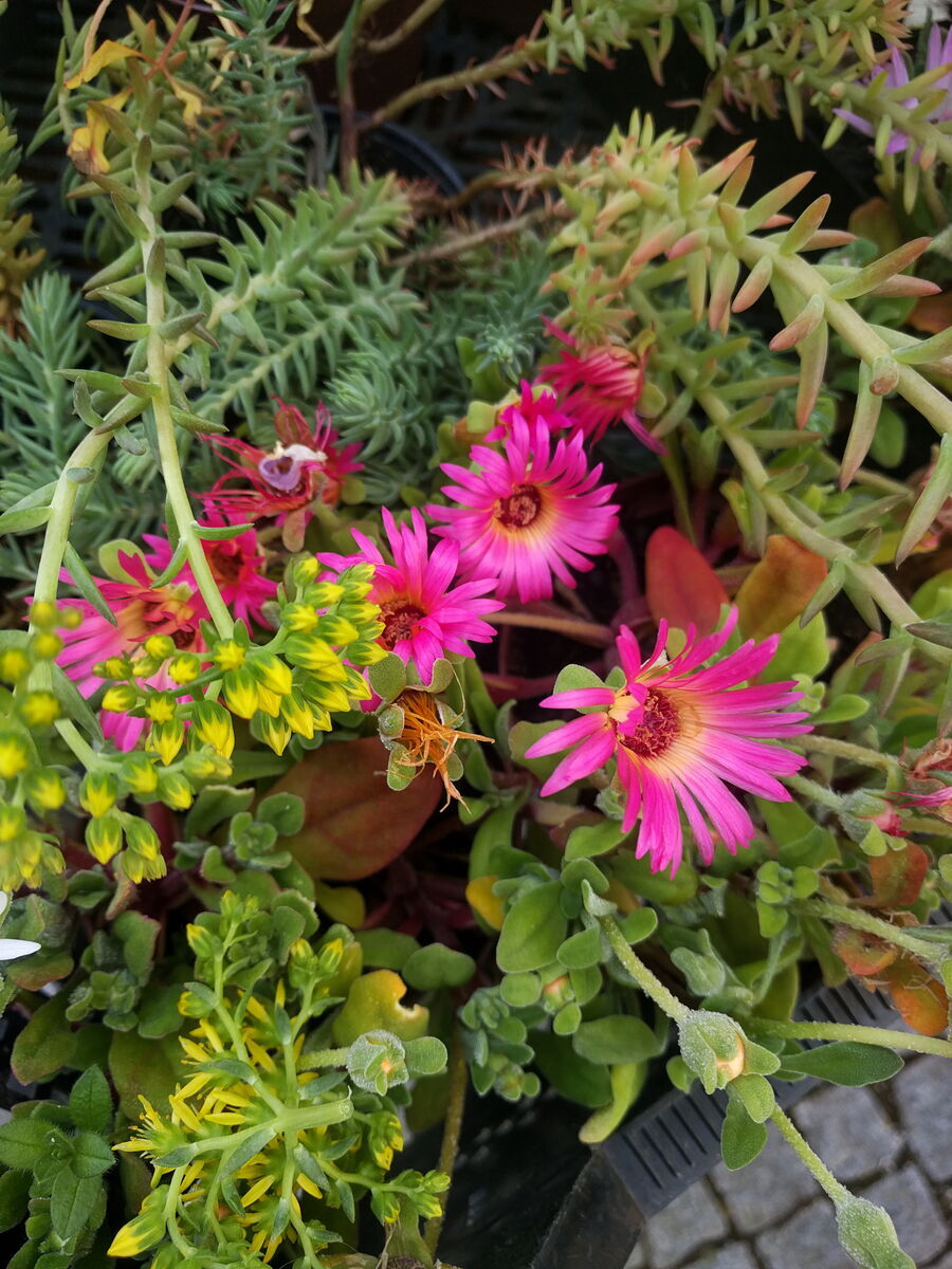 Felsenfetthenne und Mittagsblume