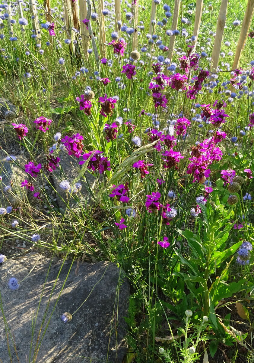 cc Naturgarten e.V. I SG