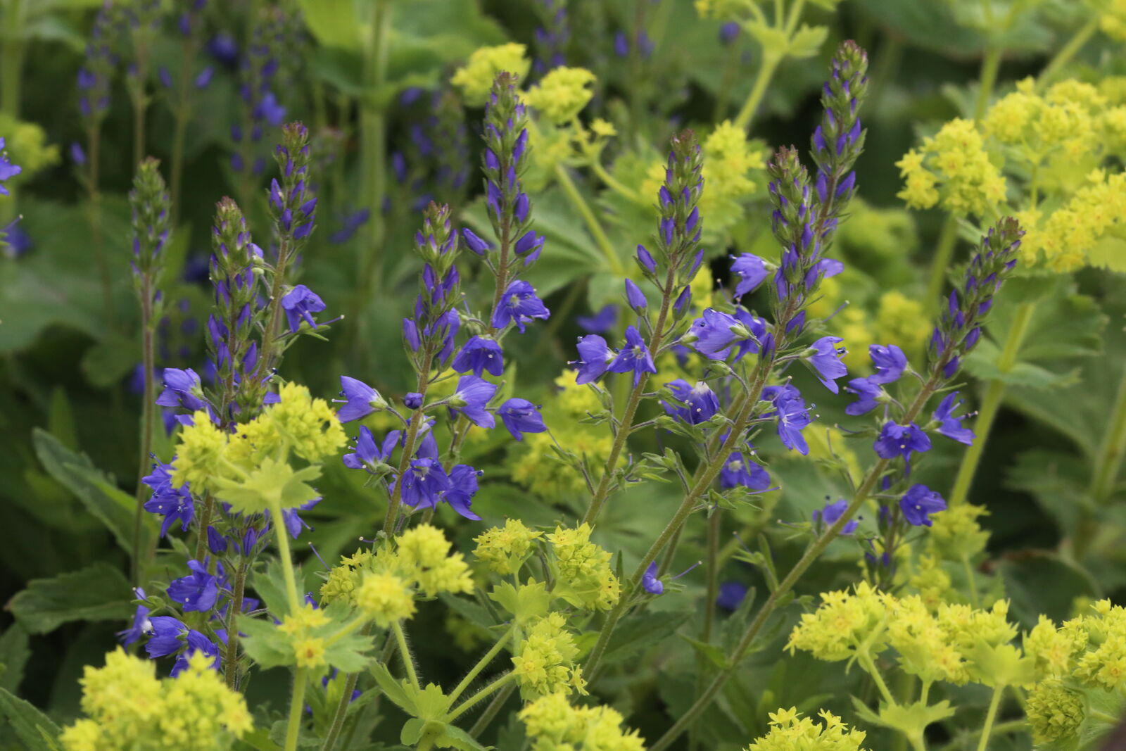 cc Isabelle Olikier-Luyten