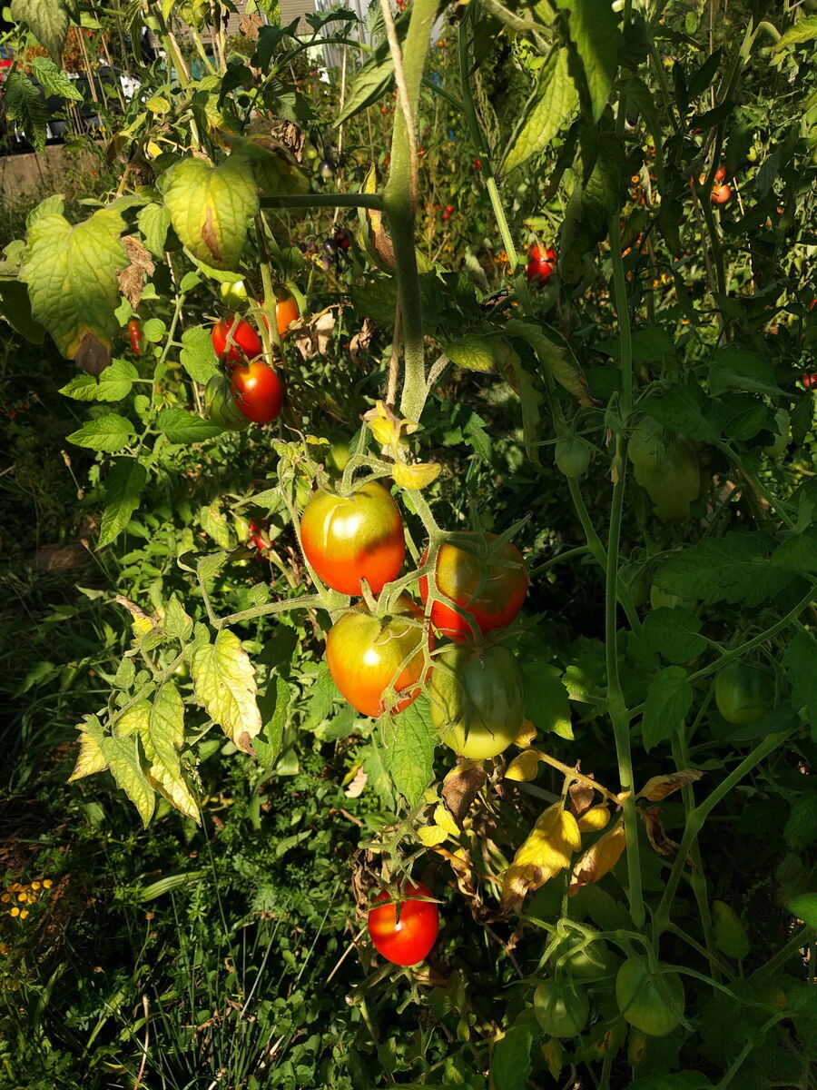 Tomate, Demeter Jungpflanze