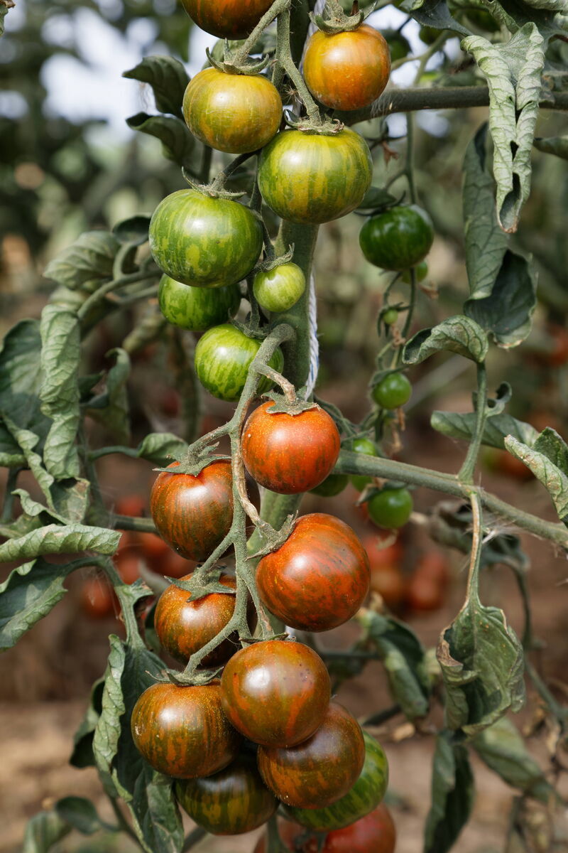 mit freundlicher Genehmigung von Culinaris-saatgut.de