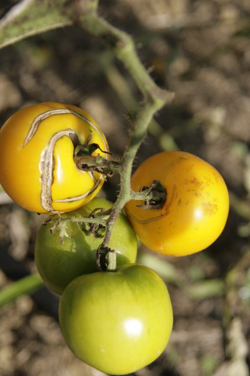 Tomate, Demeter Jungpflanze