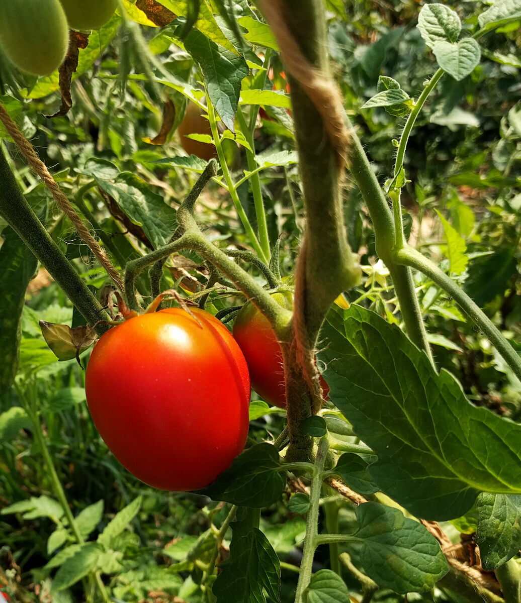 Tomate, Demeter Jungpflanze