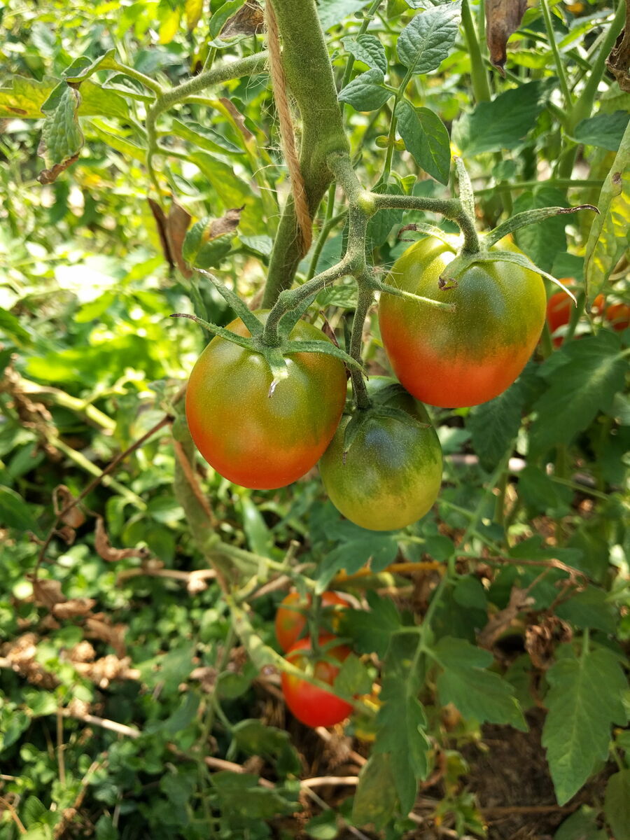 Tomate, Demeter Jungpflanze