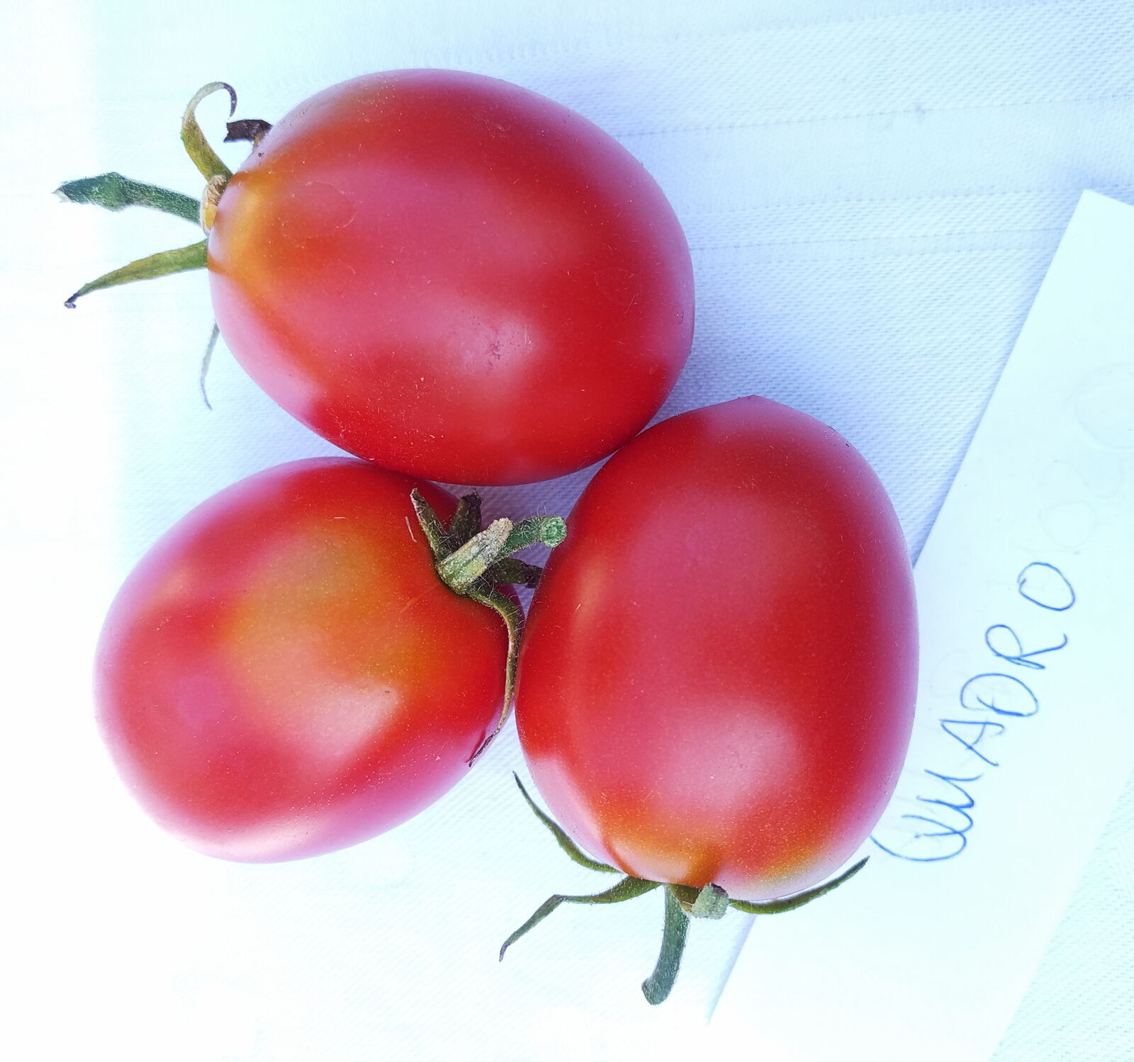 Tomate, Demeter Jungpflanze