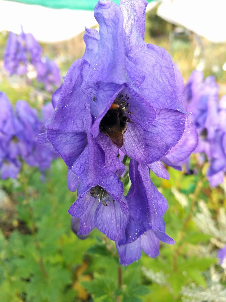 Hummeln lieben Eisenhut!