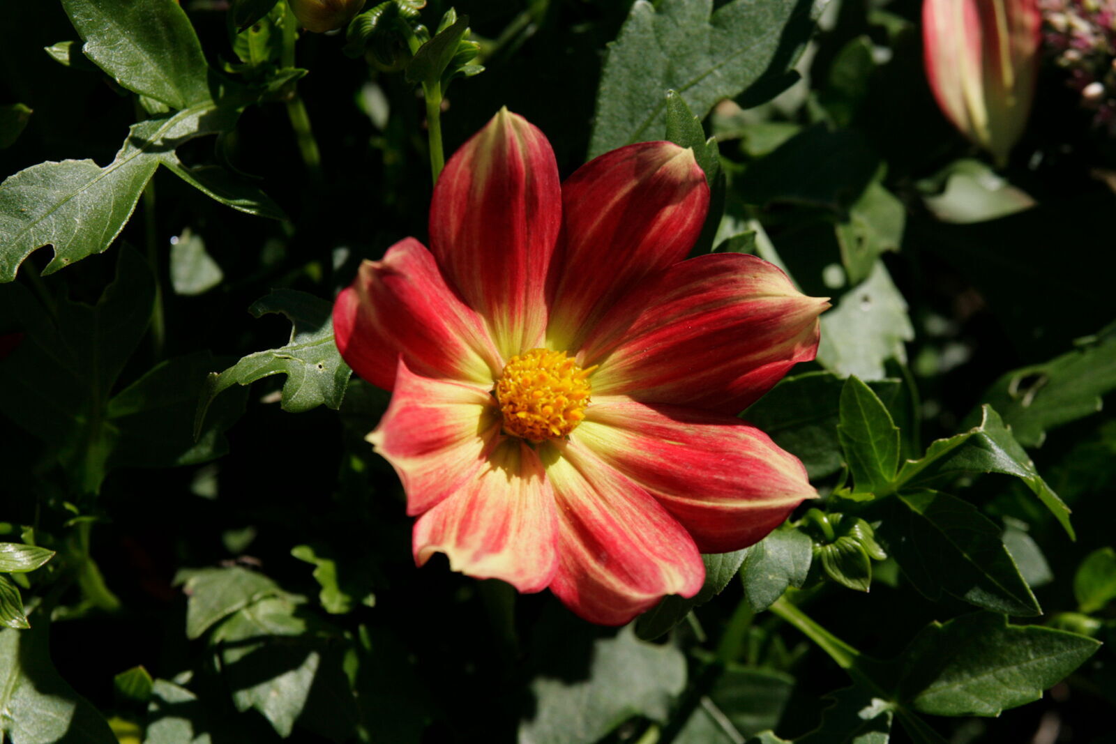 Dahlien, Bio-Saatgut, Demeter
