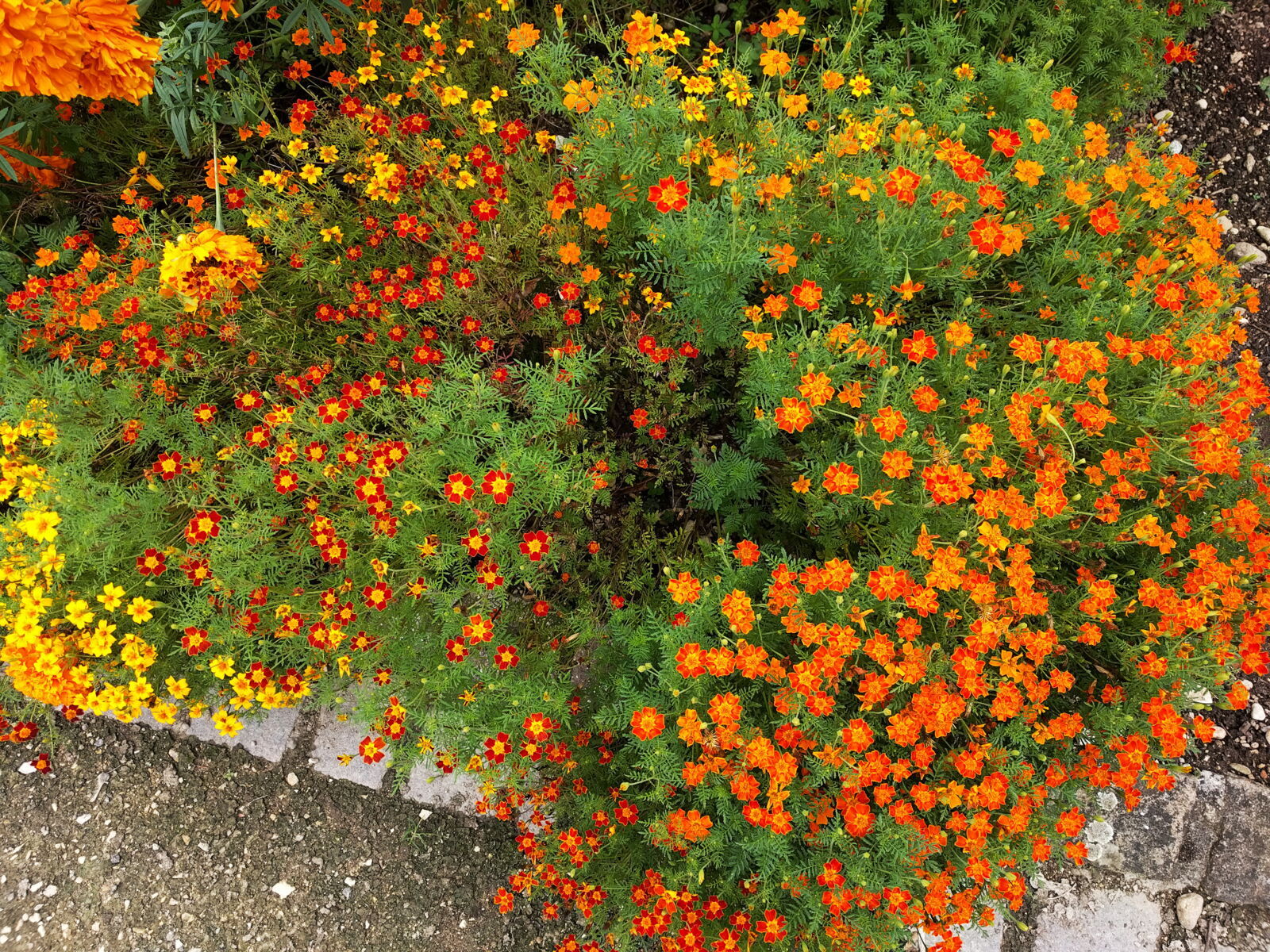 Die tenuifolium Tagetes gibt es in gelb, orange und rot! Siehe auch 'Tangerine Flämmchen'