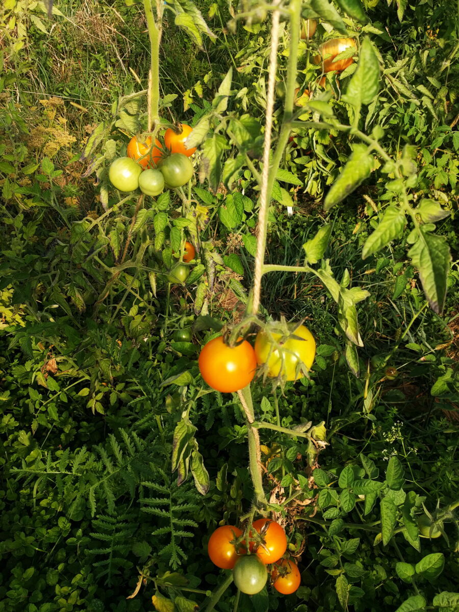 Tomate, Demeter Jungpflanze