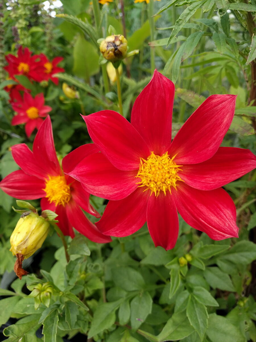 Dahlien, Bio-Saatgut, Demeter
