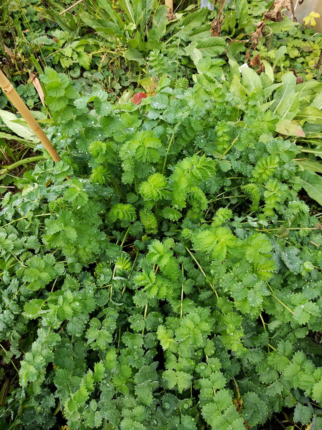 Pimpinelle - Kräutergarten Urban