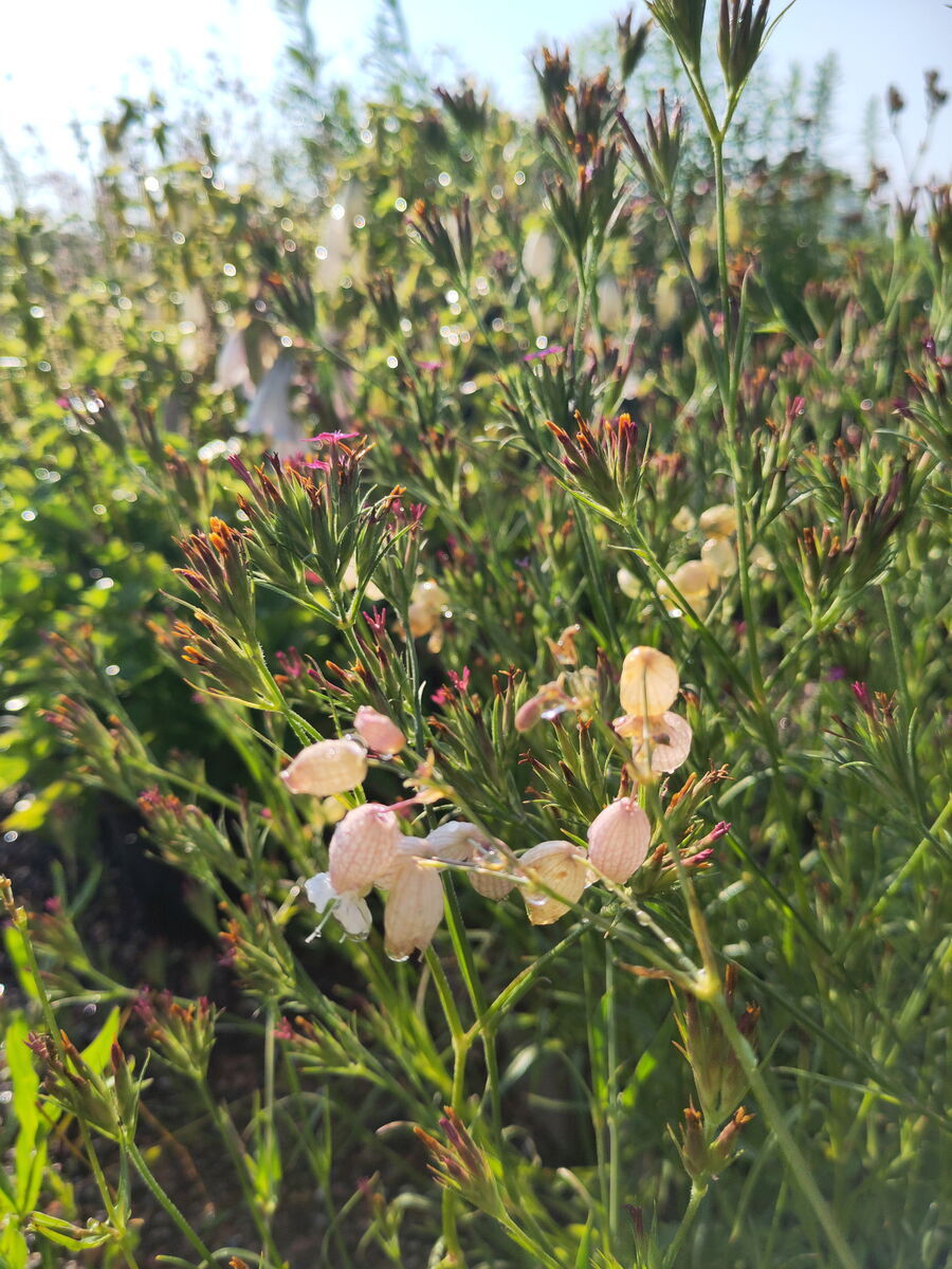 Raunelke mit Leimkraut