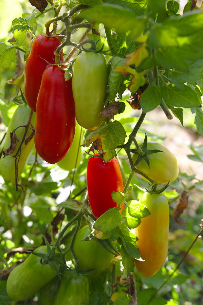 Tomate, Demeter Jungpflanze