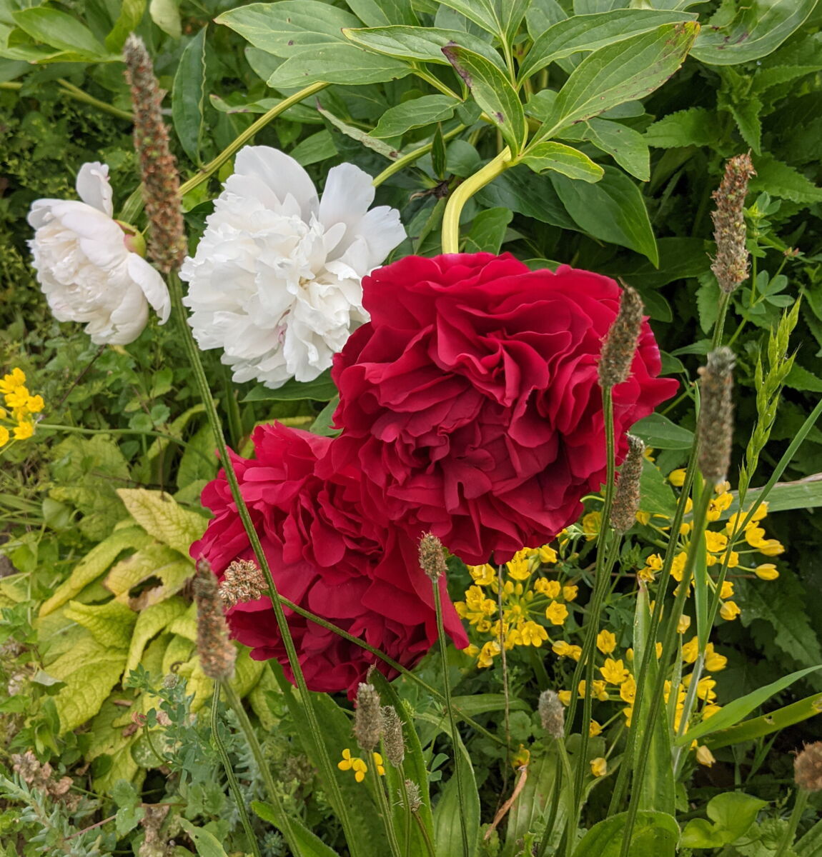 'Carol' und 'Baroness Schröder' (weiß)