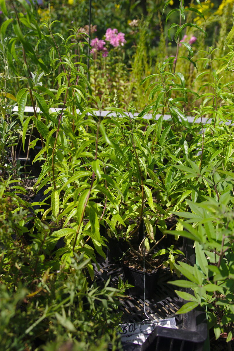 Einjährige Topfpflanzen