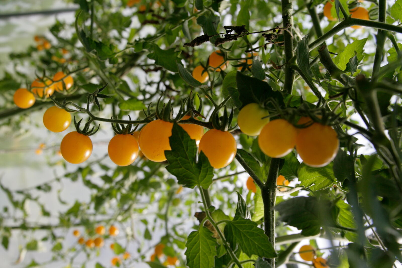 Tomate, Demeter Jungpflanze