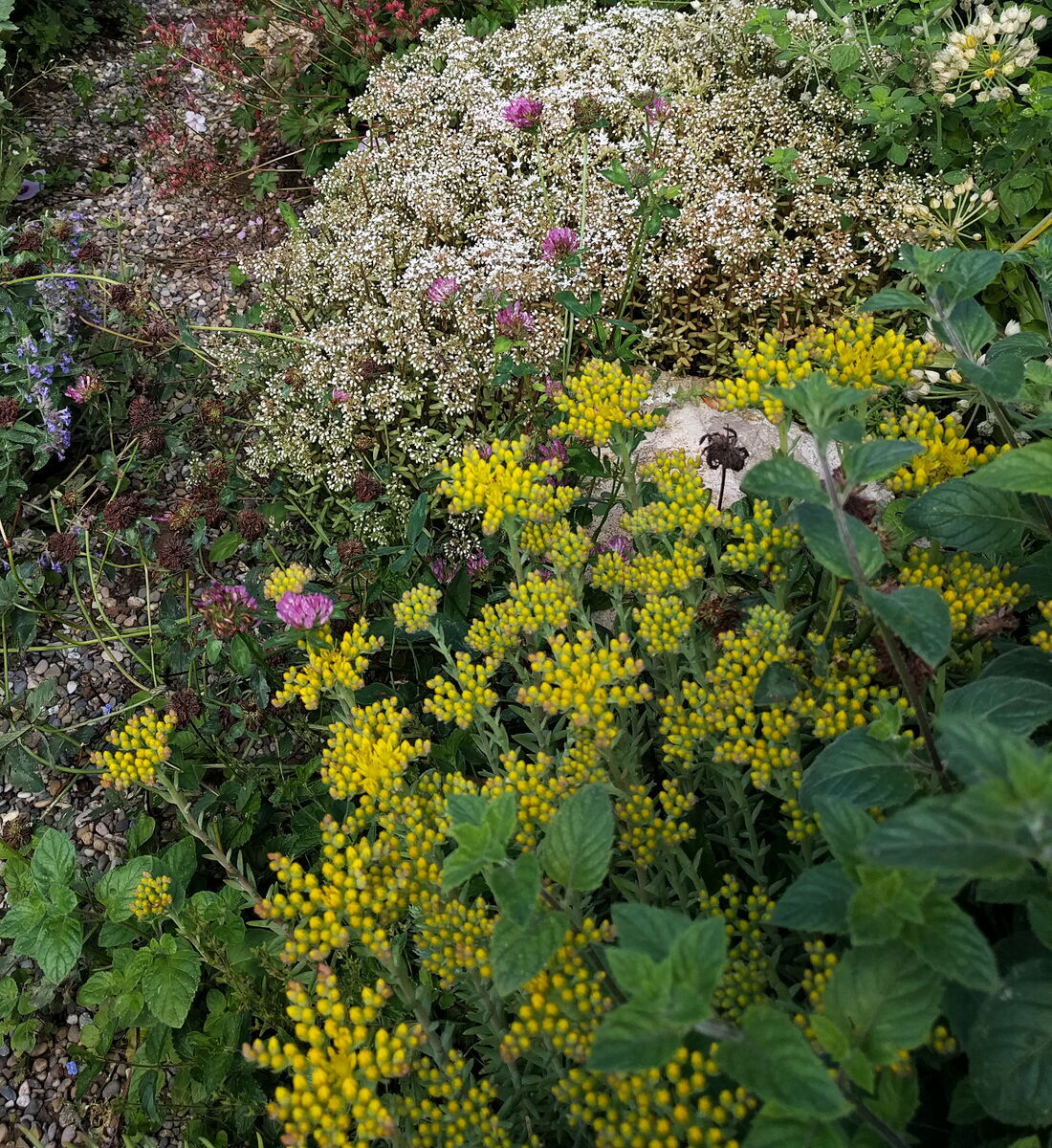Felsenfetthenne vor dem Aufblühen mit Mauerpfeffer
