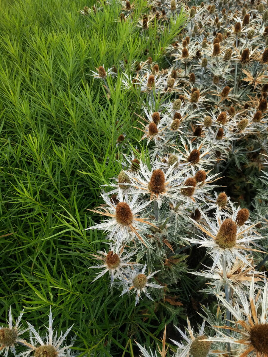 Auch nach der Blüte eine Bereicherung! Oudolf-Garten, Vitra Haus, Weil am Rhein