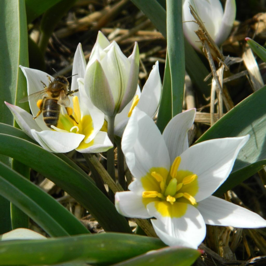 cc ecobulbs.nl