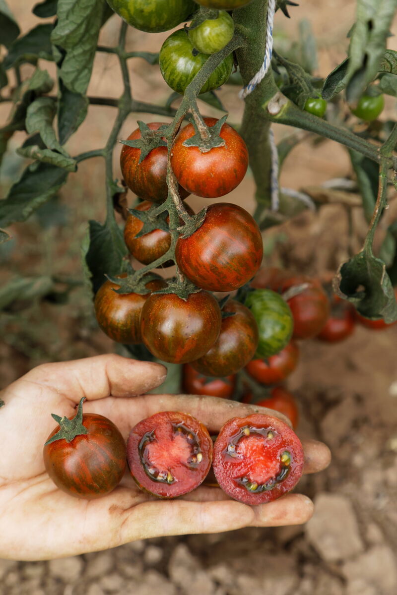 mit freundlicher Genehmigung von Culinaris-saatgut.de