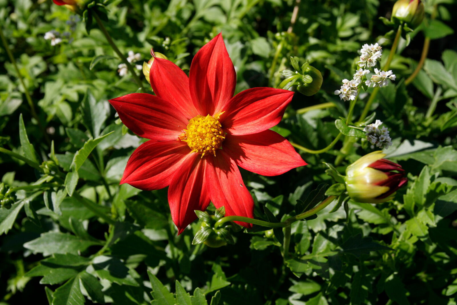 Dahlien, Bio-Saatgut, Demeter